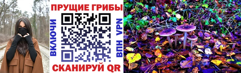 Купить закладки  Тайшет  Псилоцибиновые грибы GOLDEN TEACHER 